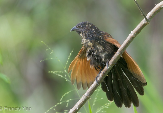 Lesser Coucal - display this album Lesser Coucal