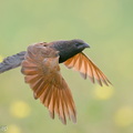 Lesser_Coucal-201128-125MSDCF-FYP06672-W.jpg