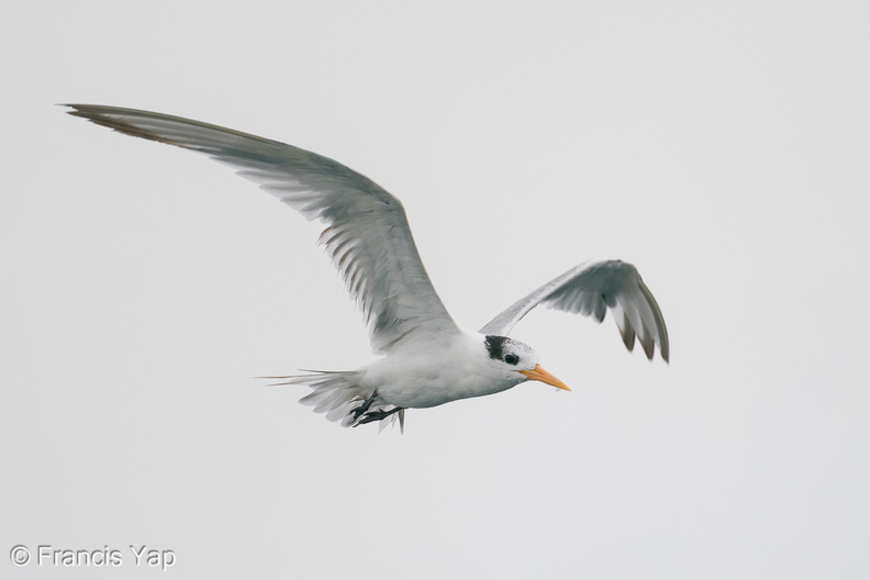Lesser_Crested_Tern-201018-120MSDCF-FYP00905-W.jpg