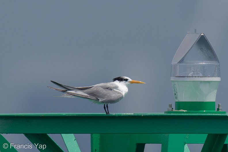 Lesser_Crested_Tern-210926-121MSDCF-FRY02884-W.jpg