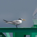 Lesser_Crested_Tern-210926-121MSDCF-FRY02884-W.jpg