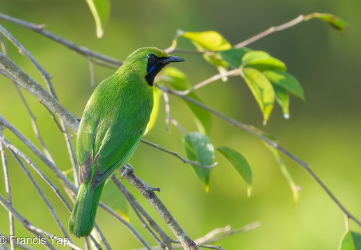 Lesser Green Leafbird - display this album Lesser Green Leafbird