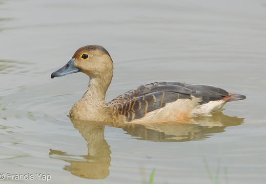 Lesser Whistling Duck - display this album Lesser Whistling Duck