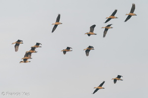 Lesser Whistling Duck-200829-116MSDCF-FYP07200-W.jpg