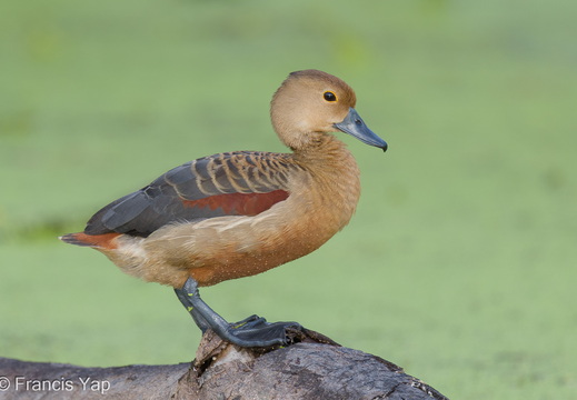Lesser Whistling Duck