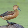 Lesser_Whistling_Duck-251230-146FRYAP-FYA08774-W.jpg