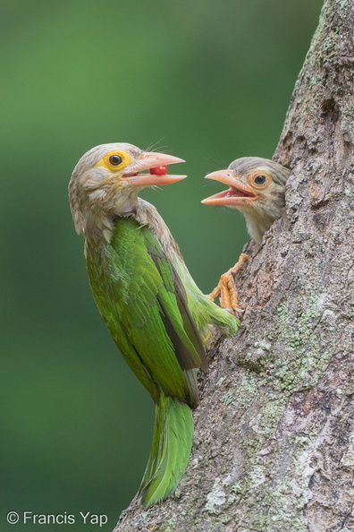Lineated_Barbet-190330-116ND500-FYP_3442-W.jpg