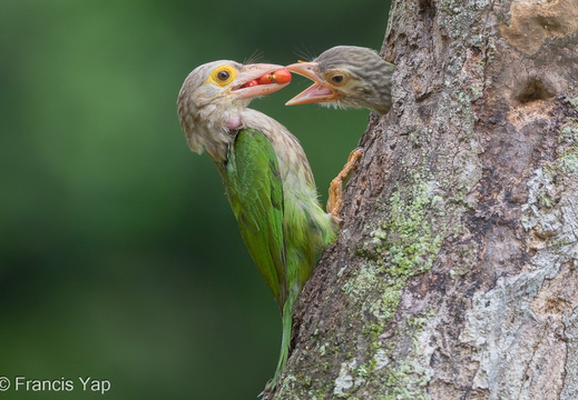 Lineated Barbet - display this album Lineated Barbet