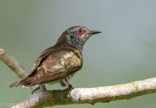 Little Bronze Cuckoo - display this album Little Bronze Cuckoo