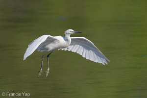 Little Egret-200830-117MSDCF-FYP00015-W.jpg