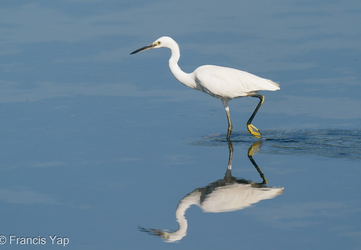 Little Egret - display this album Little Egret