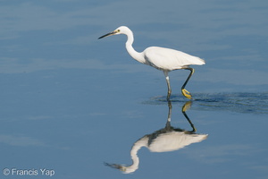 Little Egret-200830-117MSDCF-FYP00302-W.jpg