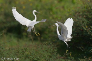 Little Egret-220115-136MSDCF-FRY01759-W.jpg