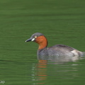 Little_Grebe-101231-105EOS7D-IMG_3380-W.jpg