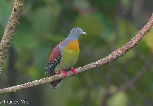 Little Green Pigeon - display this album Little Green Pigeon