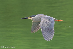 Little Heron-170510-100ND500-FYP_0479-W.jpg
