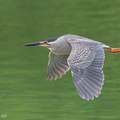 Little_Heron-170510-100ND500-FYP_0479-W.jpg