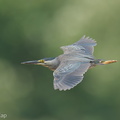 Little_Heron-250817-117FRYAP-FYA08145-W.jpg