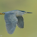 Little_Heron-260331-168FRYAP-FYA03377-W.jpg