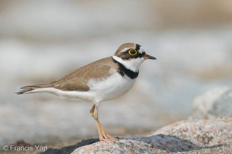 Little_Ringed_Plover-210213-131MSDCF-FYP01112-W.jpg