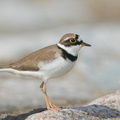 Little_Ringed_Plover-210213-131MSDCF-FYP01112-W.jpg