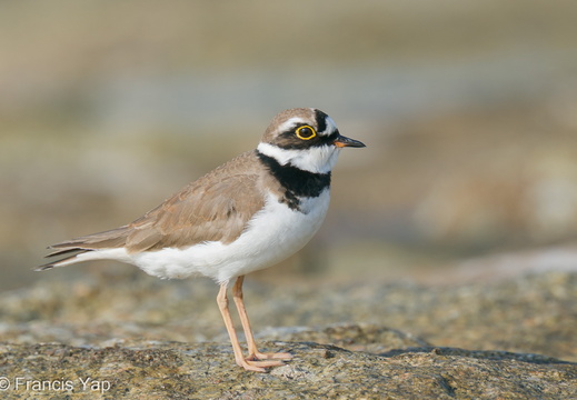 Little Ringed Plover - display this album Little Ringed Plover