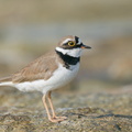 Little_Ringed_Plover-210214-131MSDCF-FYP01799-W.jpg