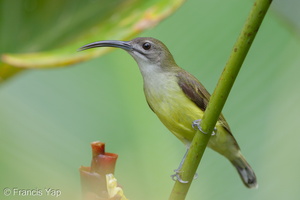Little Spiderhunter-210103-105CANON-FY5R4393-W.jpg