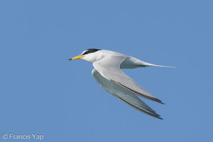 Little Tern-210425-108MSDCF-FRY08165-W.jpg