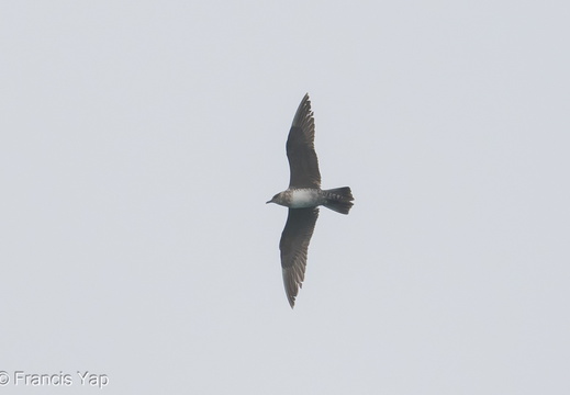 Long-tailed Jaeger - display this album Long-tailed Jaeger