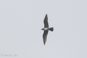 Long-tailed Jaeger-181014-111ND500-FYP_6421-W.jpg