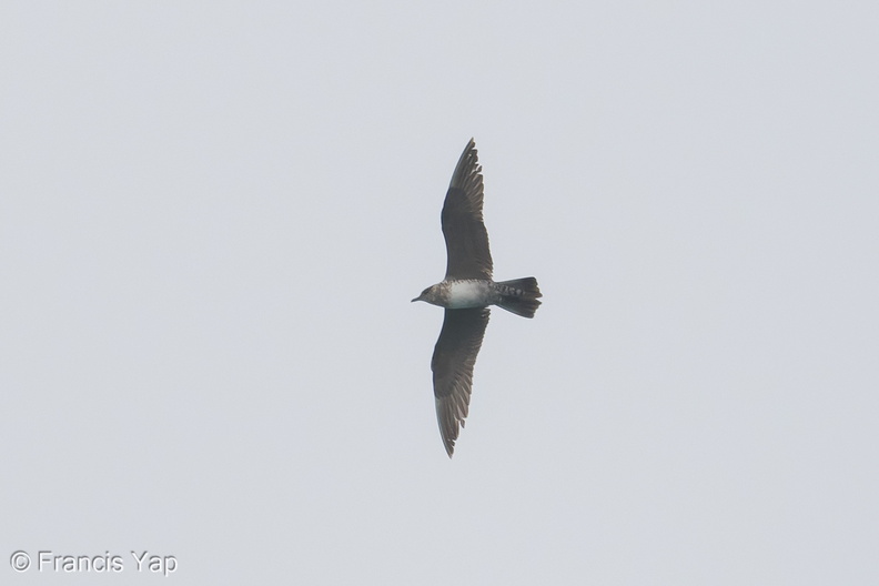 Long-tailed_Jaeger-181014-111ND500-FYP_6421-W.jpg