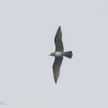 Long-tailed_Jaeger-181014-111ND500-FYP_6421-W.jpg