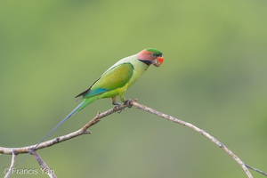 Long-tailed Parakeet-190705-118ND500-FYP_1390-W.jpg