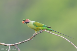 Long-tailed Parakeet-190705-118ND500-FYP_1431-W.jpg