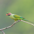 Long-tailed_Parakeet-190705-118ND500-FYP_1431-W.jpg