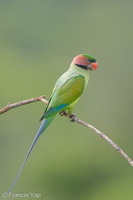 Long-tailed Parakeet-190705-118ND500-FYP_1629-W.jpg
