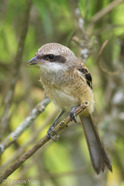 Long-tailed_Shrike-101114-103EOS7D-IMG_9837-W.jpg