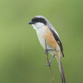 Long-tailed_Shrike-161226-108EOS1D-F1X20346-W.jpg
