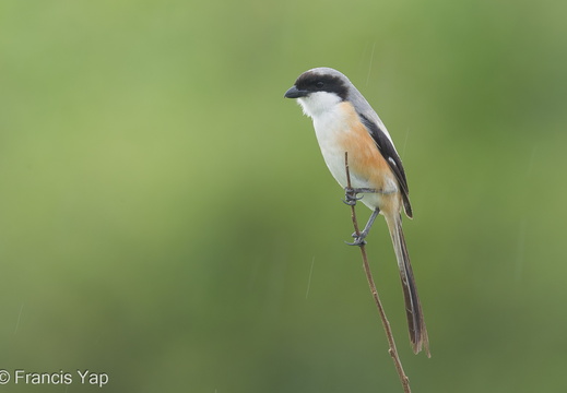 Long-tailed Shrike - display this album Long-tailed Shrike