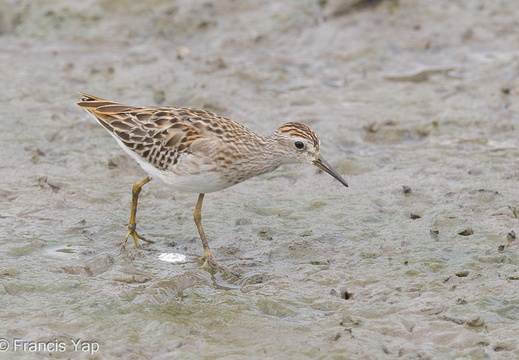 Long-toed Stint - display this album Long-toed Stint