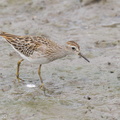 Long-toed_Stint-120921-101EOS1D-FY1X7714-W.jpg