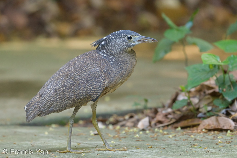 Malayan_Night_Heron-190417-116ND500-FYP_7830-W.jpg