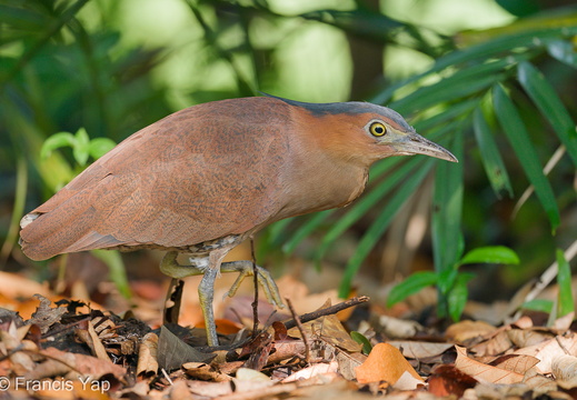 Malayan Night Heron - display this album Malayan Night Heron