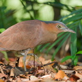 Malayan_Night_Heron-191113-103MSDCF-FYP06483-W.jpg