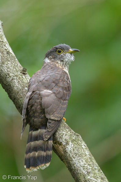 Malaysian_Hawk-Cuckoo-130928-110EOS1D-FY1X3224-W.jpg