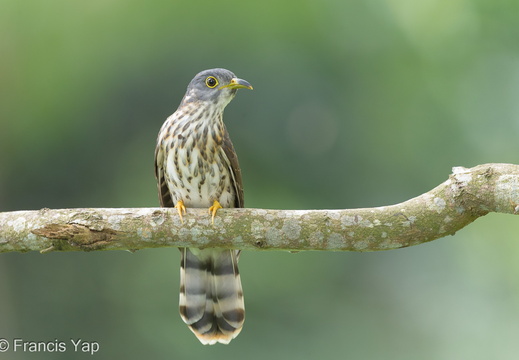 Malaysian Hawk-Cuckoo - display this album Malaysian Hawk-Cuckoo