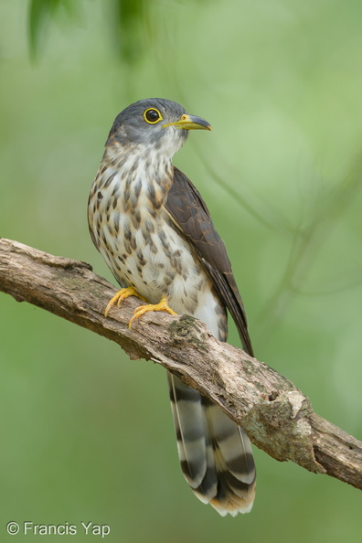Malaysian_Hawk-Cuckoo-161009-105EOS1D-F1X21654-W.jpg