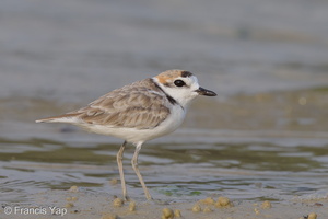 Malaysian Plover-120815-100EOS1D-FY1X7100-W.jpg