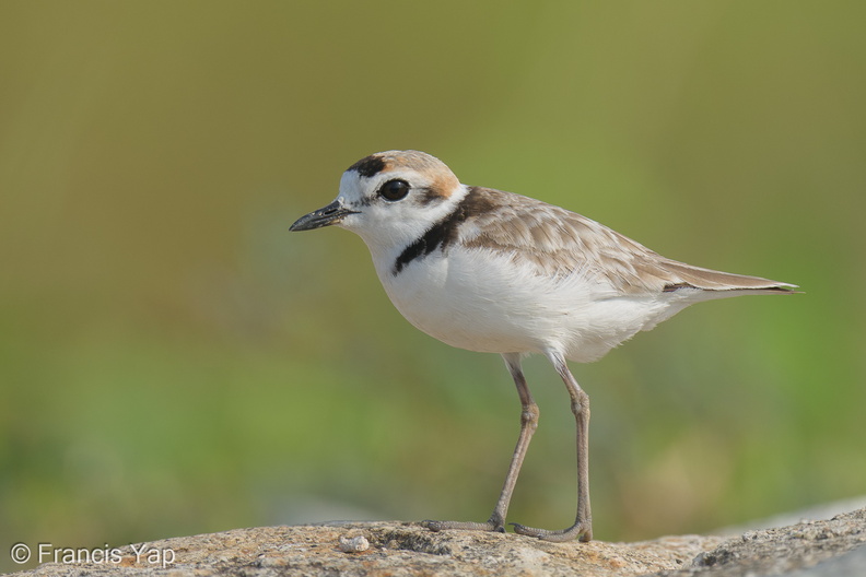 Malaysian_Plover-210606-112MSDCF-FRY06105-W.jpg